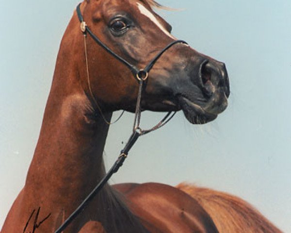 broodmare Jaszirah ox (Arabian purebred, 1974, from Kaisoon 1958 EAO) broodmare Jaszirah ox (Arabian purebred, 1974, from Kaisoon 1958 EAO)