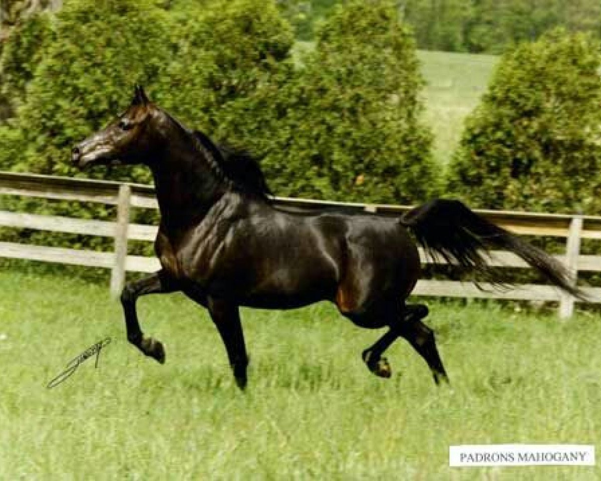 stallion Padrons Mahogany ox (Arabian purebred, 1986, from Padron 1977 ox)