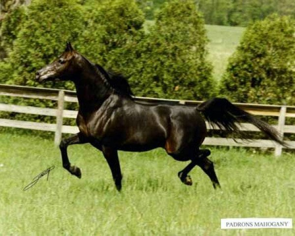 stallion Padrons Mahogany ox (Arabian purebred, 1986, from Padron 1977 ox)