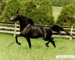 stallion Padrons Mahogany ox (Arabian purebred, 1986, from Padron 1977 ox)