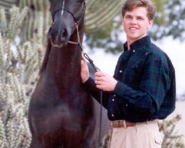 stallion Mahnarchx ox (Arabian purebred, 1994, from Padrons Mahogany ox)