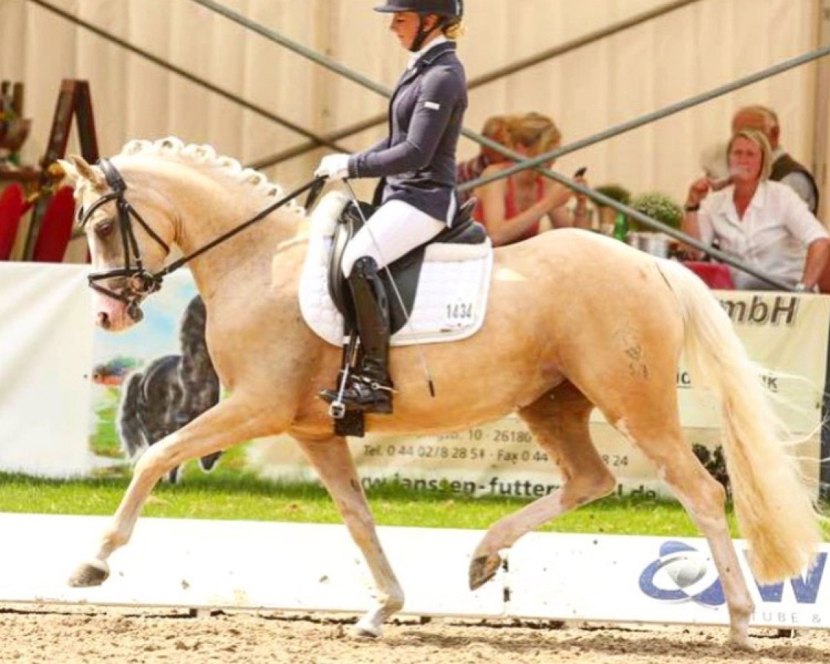 Dressurpferd KWD Rauschschwalbe WE (Deutsches Reitpony, 2012, von Spring Star's Spirit)