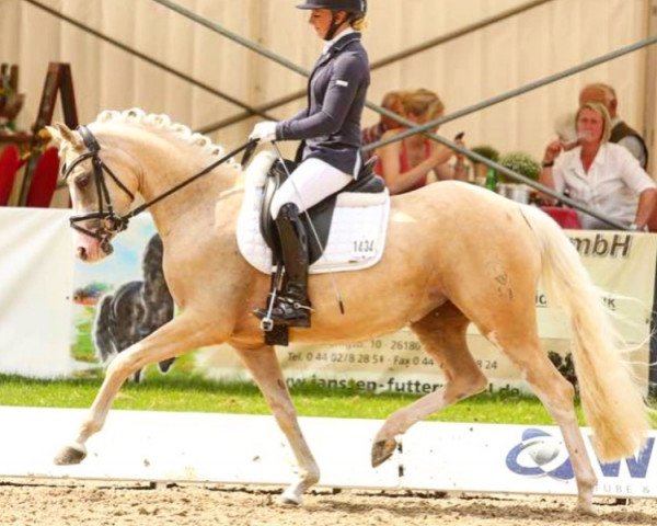 dressage horse KWD Rauschschwalbe WE (German Riding Pony, 2012, from Spring Star's Spirit)