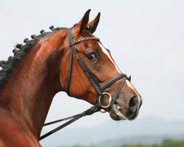 stallion Autobahn (Holsteiner, 2004, from Acorado I)