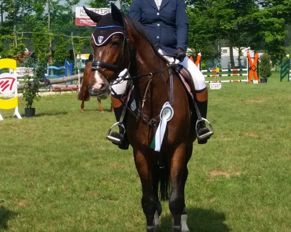 jumper Farciarz (Polish Warmblood, 2009, from Barito) jumper Farciarz (Polish Warmblood, 2009, from Barito)