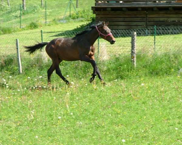 Springpferd Camillo (Westfale, 2016, von Cassilano)