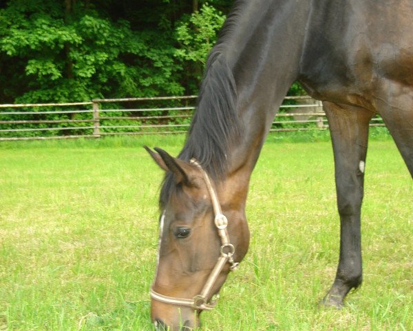 Springpferd Shakira 466 (Württemberger, 2009, von Birkhof's Sirtaki)