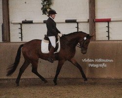 dressage horse Dream Boy VB (KWPN (Royal Dutch Sporthorse), 2013, from Davino V.O.D.)