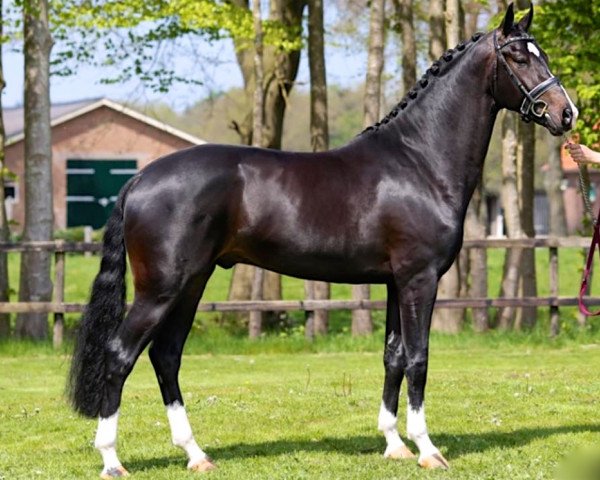 stallion James Bond (KWPN (Royal Dutch Sporthorse), 2014, from Desperado)