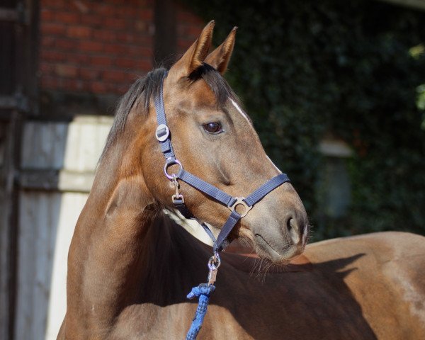 broodmare Helen (Oldenburg, 2008, from Samarant)