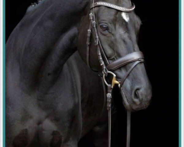 broodmare Hermana Hispaniola (Hanoverian, 2005, from Hohenstein I)