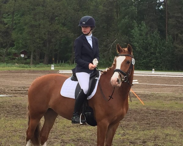 dressage horse Merle WK (German Riding Pony, 2009, from Cheval D'Ore)
