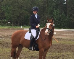 Dressurpferd Merle WK (Deutsches Reitpony, 2009, von Cheval D'Ore)