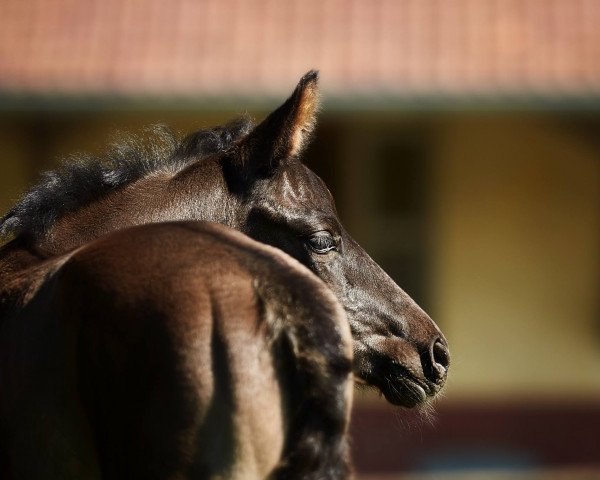 horse Dante... (Oldenburg, 2017, from Dante Weltino Old)