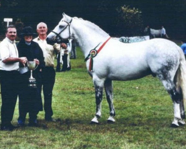 stallion Tulira Robuck (Connemara Pony, 1995, from Earl of Castlefrench)