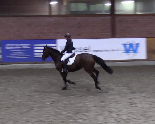 Reitturnier Hamburg-Friedrichshulde 2018