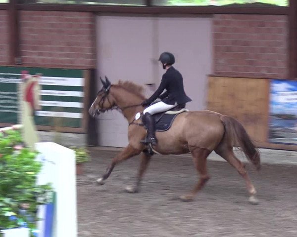 Reitturnier Hamburg-Friedrichshulde 2018