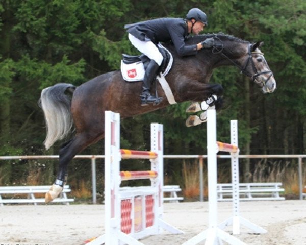stallion Bonne Chance (Hanoverian, 2006, from Balou du Rouet)