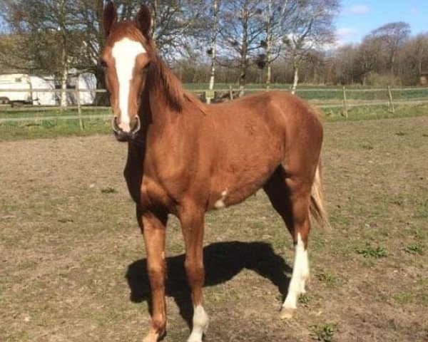 Pferd Volstrups Cashia (Dänisches Warmblut, 2016, von Volstrups Cash)