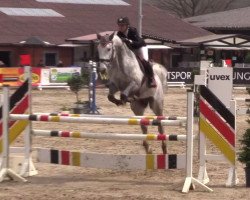 Springpferd Drago 123 (Holsteiner, 2012, von Darco)