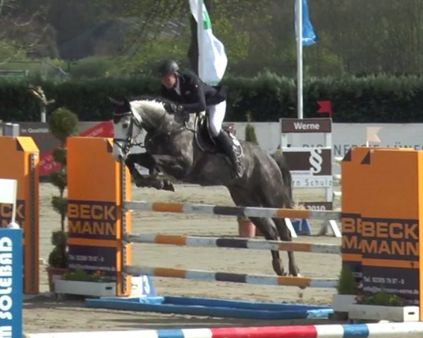 jumper Loco Lex (Oldenburg show jumper, 2012, from Lex Lugar)