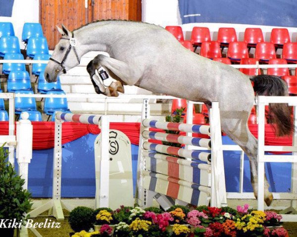 Cavallo da salto Calystro (Hannoveriano, 2009, di Cassini II)