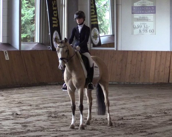 dressage horse Mister Minister (German Riding Pony, 2011, from The Braes My Mobility)
