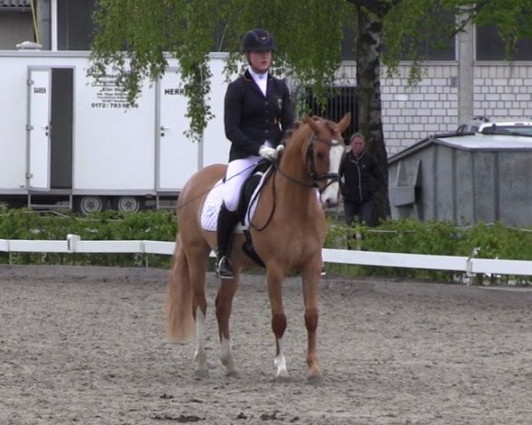 Dressurpferd Disney Dancer 2 (Deutsches Reitpony, 2012, von FS Daddy Cool)
