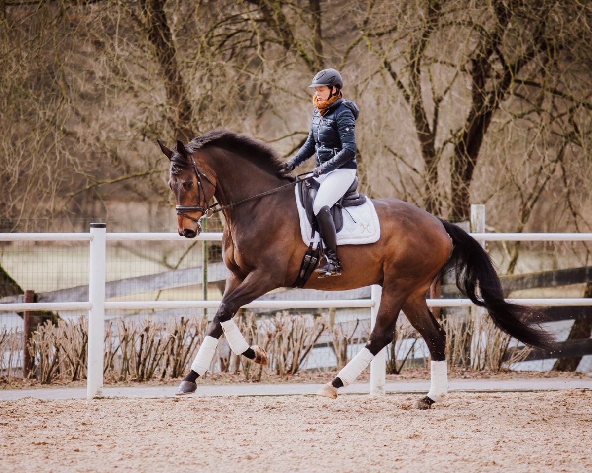 dressage horse Stackselhuber (Hanoverian, 2011, from Soliman)