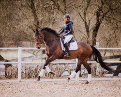 dressage horse Stackselhuber (Hanoverian, 2011, from Soliman)
