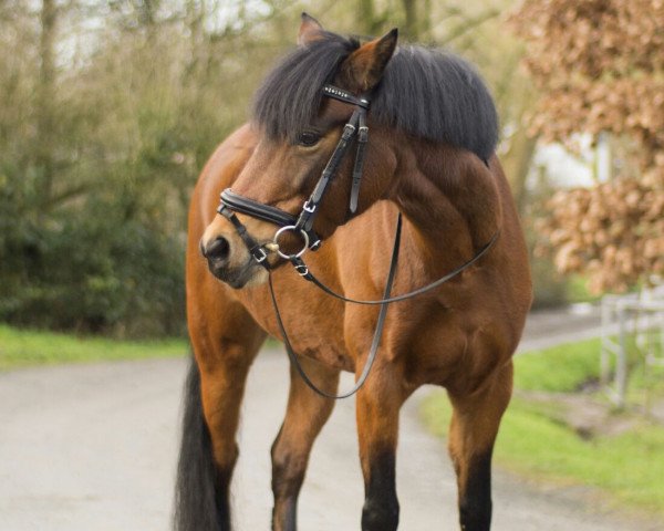Zuchtstute Rosenhof Whoppi (Welsh Pony (Sek.B), 2007, von Wrayton United)