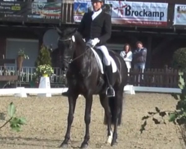 dressage horse Four Seasons FRH (Hanoverian, 2011, from Fürstenball)