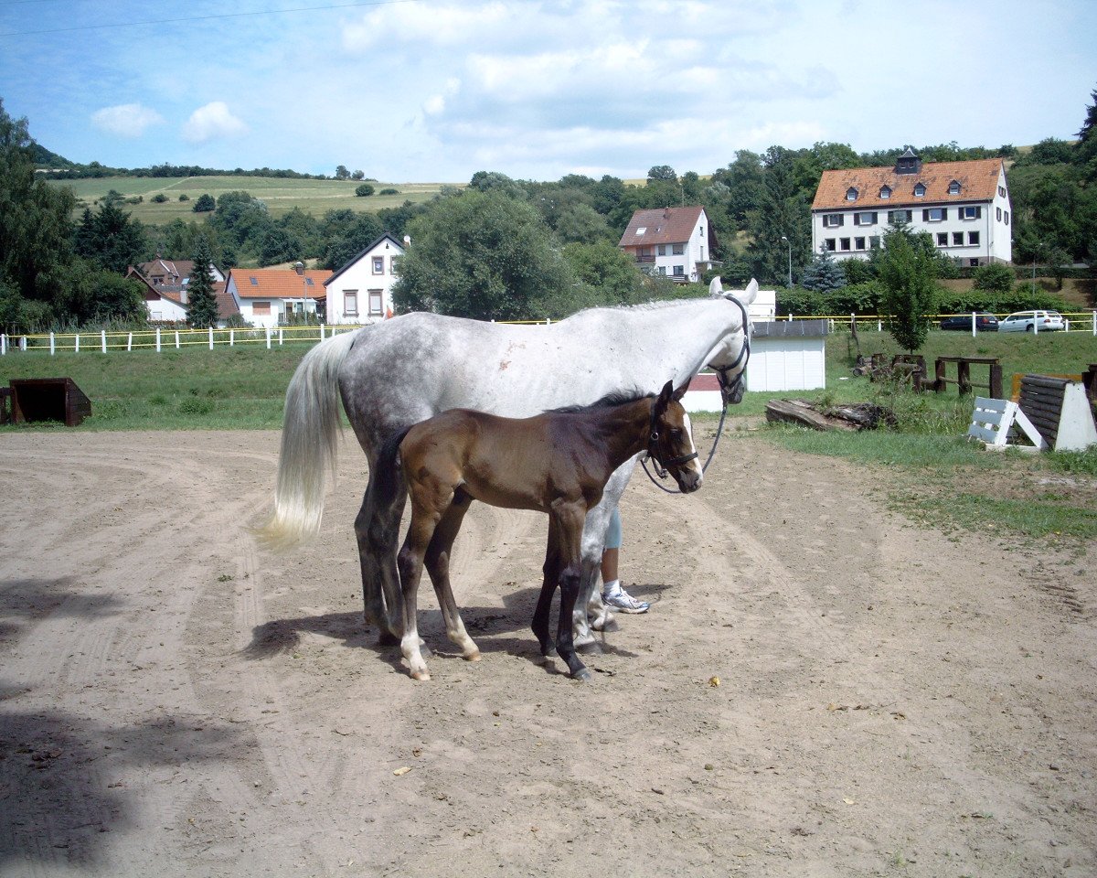 horse Bexter du Rouet (Zweibrücken, 2008, from Balou du Rouet)