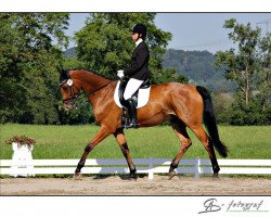 dressage horse Laurentio 9 (Hanoverian, 2010, from Lemur)