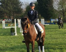 Springpferd Checker 39 (Deutsches Reitpony, 2008, von Charivari)