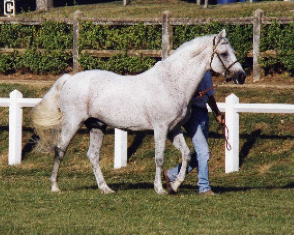 Deckhengst Cheviot Midas (Connemara-Pony, 1981, von Smokey Shane) Deckhengst Cheviot Midas (Connemara-Pony, 1981, von Smokey Shane)