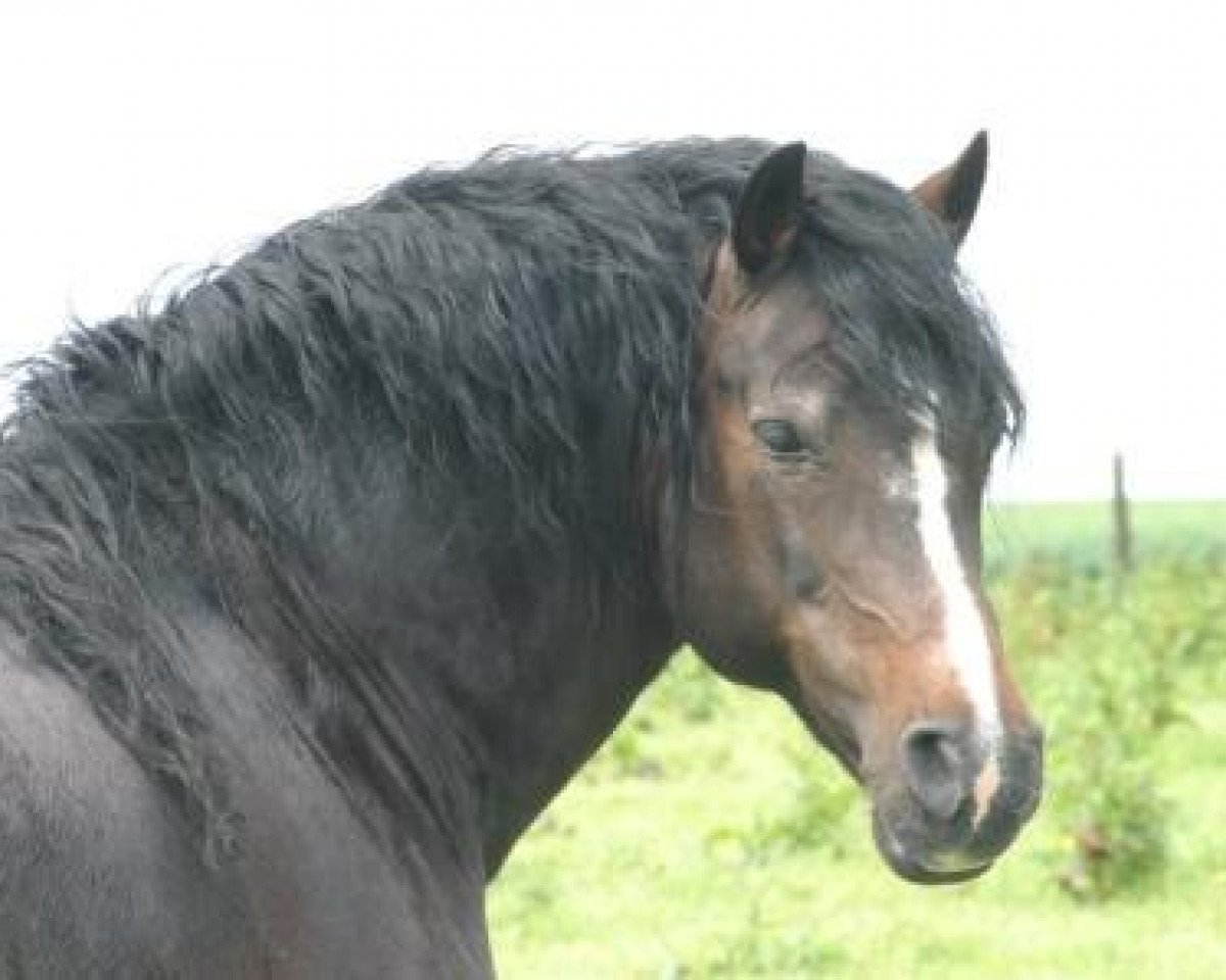 stallion Dafydd de l'Arche (Welsh-Cob (Sek. D), 1991, from Ceulan Nathan)