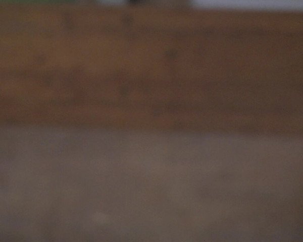 Reitturnier Langenau 2018