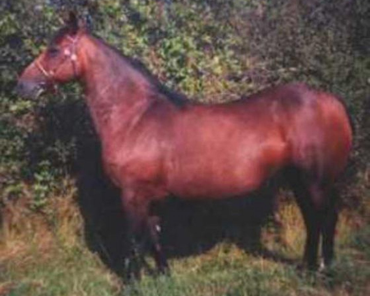 broodmare Osiris Cherauds (Welsh-Cob (Sek. D), 1980, from Honyton Ariel)