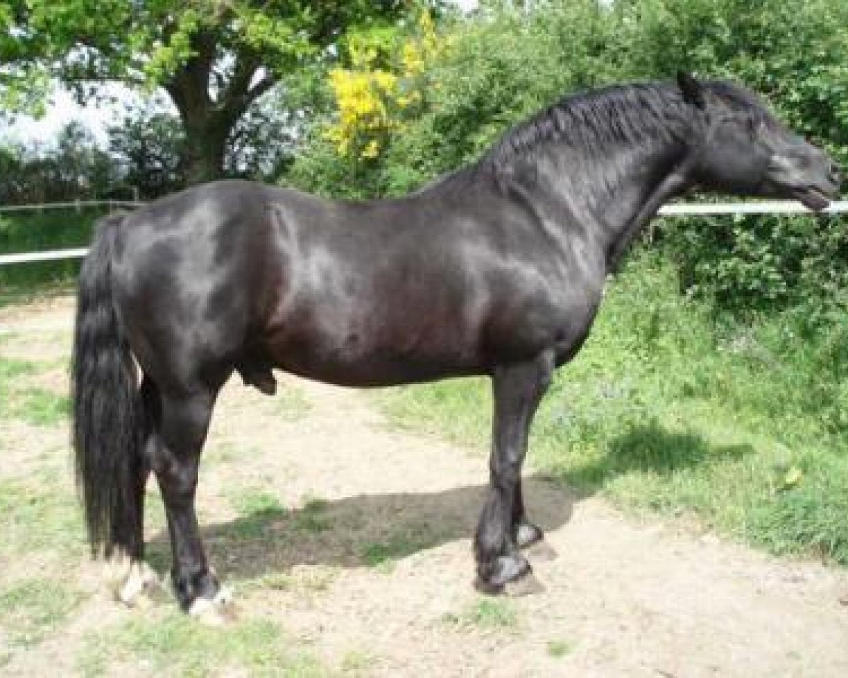 Deckhengst Ceulan Nathan (Welsh-Cob (Sek. D), 1983, von Rhystyd Meredith)