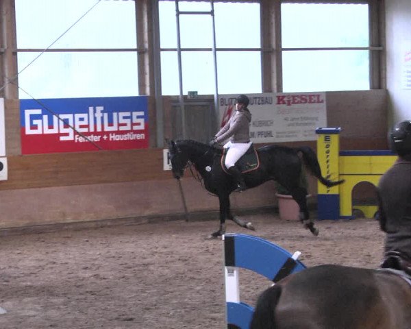Reitturnier Langenau 2018