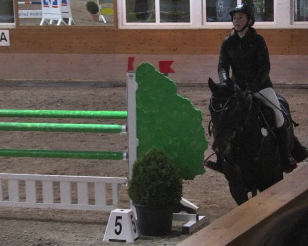 Reitturnier Langenau 2018