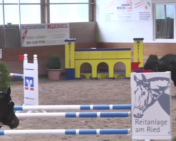 Reitturnier Langenau 2018