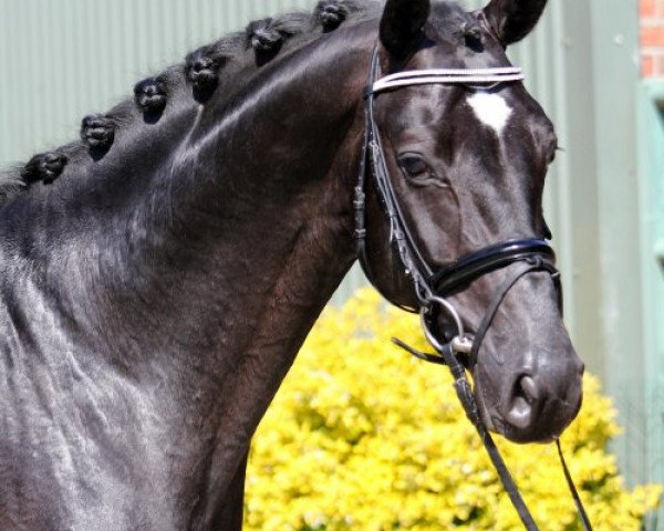 stallion St Rousseau (Hanoverian,  , from St. Moritz Junior)