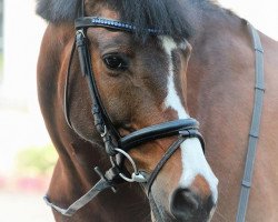 jumper Gino 556 (German Riding Pony, 2002)