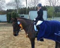 dressage horse Waterloo CL (German Riding Pony, 2004, from Waterman)