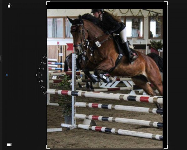 Cavallo da salto Quality Affairs (Hannoveriano, 2010, di FRH Quaid)