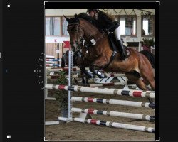 jumper Quality Affairs (Hanoverian, 2010, from FRH Quaid)