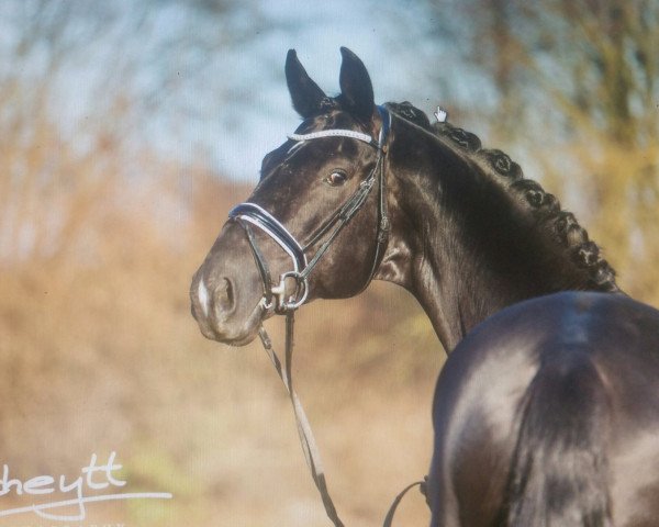 dressage horse VanThom (Oldenburg, 2012, from Vitalis)