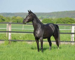 broodmare Rainbow Grace (German Riding Pony, 2014, from Valido's Highlight)